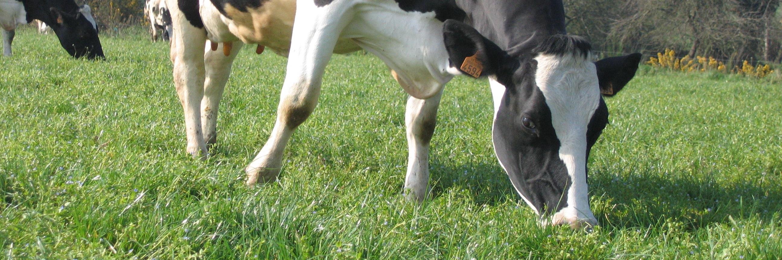 Prim'Holstein France banner