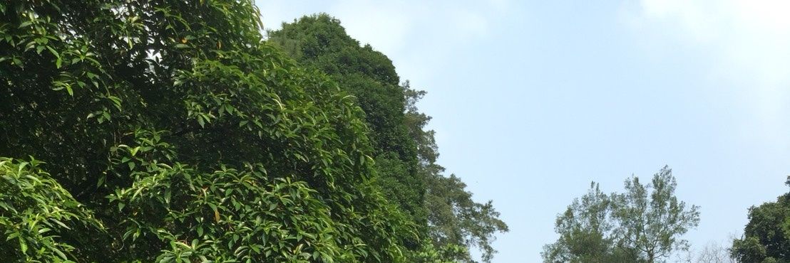 aumayyyy's profile banner image