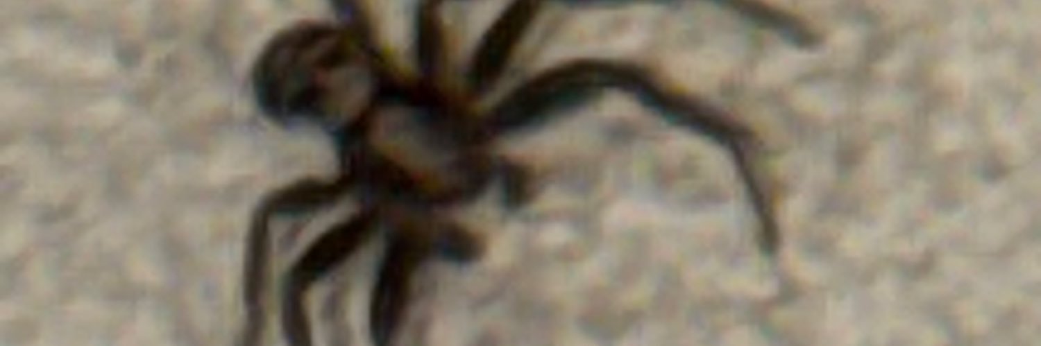 ihydoni's profile banner image
