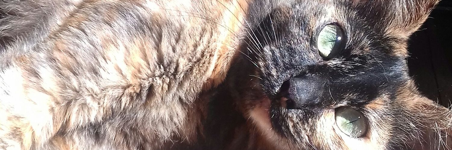 WombatRuna's profile banner image
