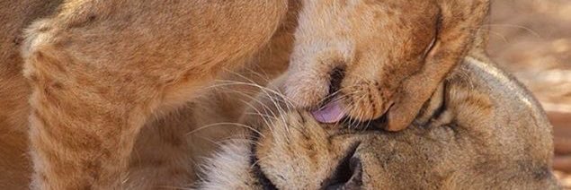 chiooherrera's profile banner image