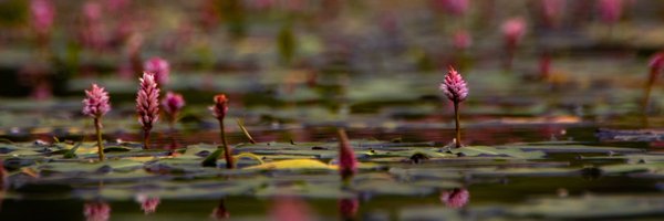 DavidJamesDent Profile Banner