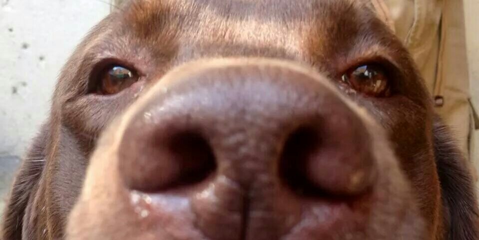 Xico Téncatl banner