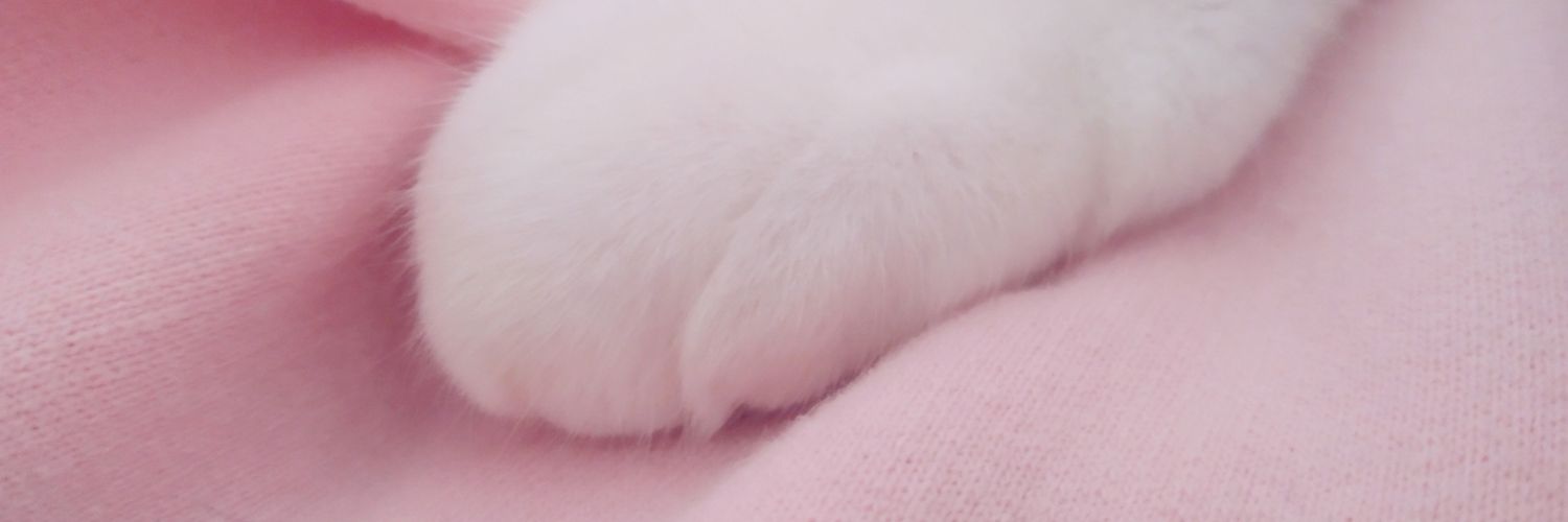 thepiratebei's profile banner image
