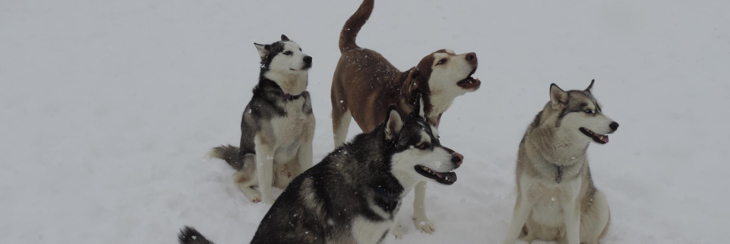 Husky2525's profile banner image