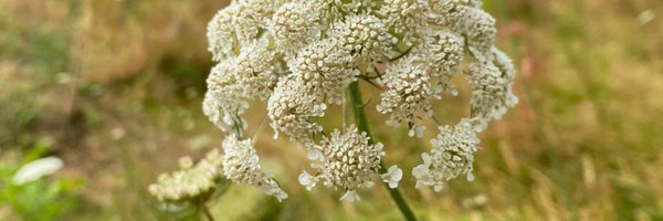 ameliagreenhall Profile Banner