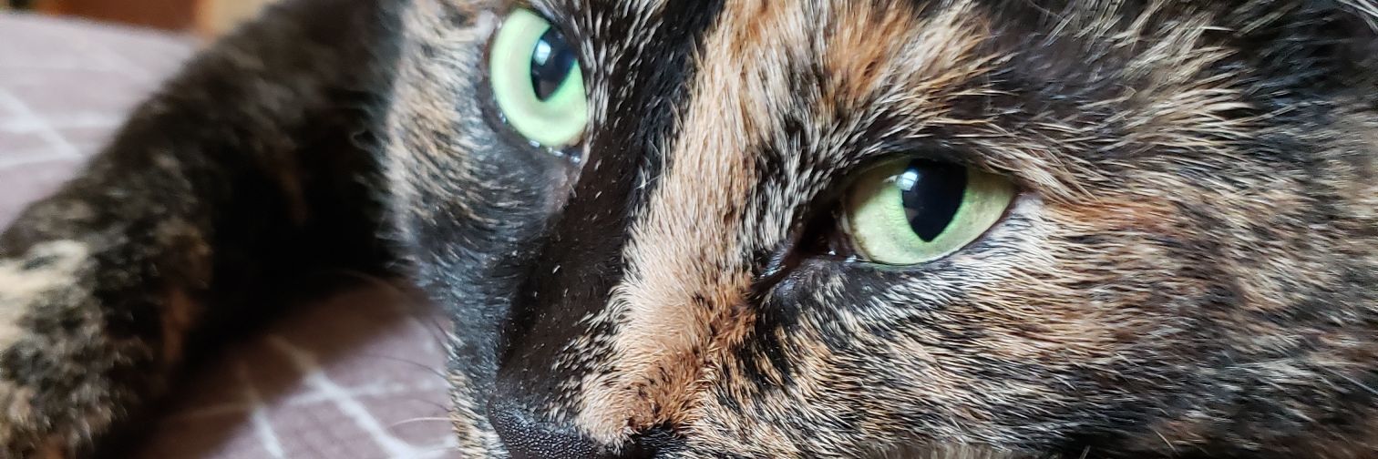 LadyFister's profile banner image