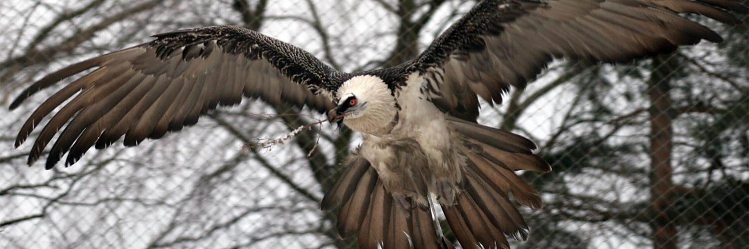 BeardedVulture's profile banner image