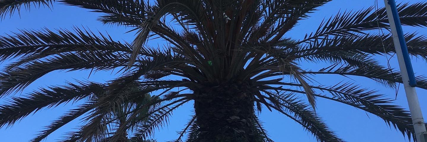 treesa_d's profile banner image