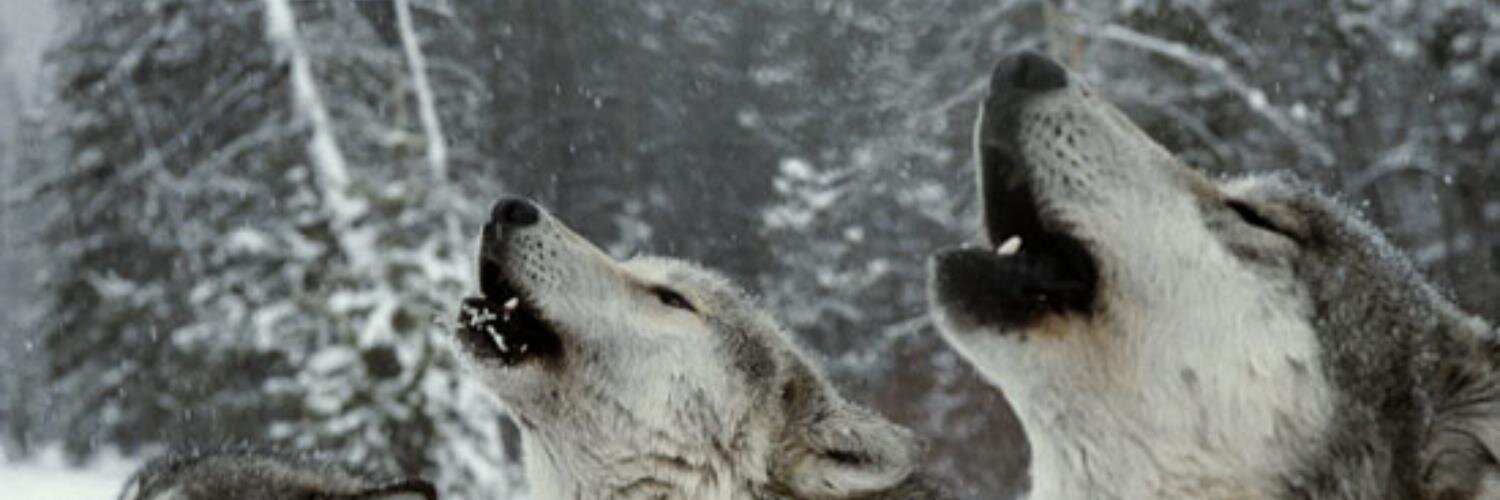 WOLFSwimming's profile banner image