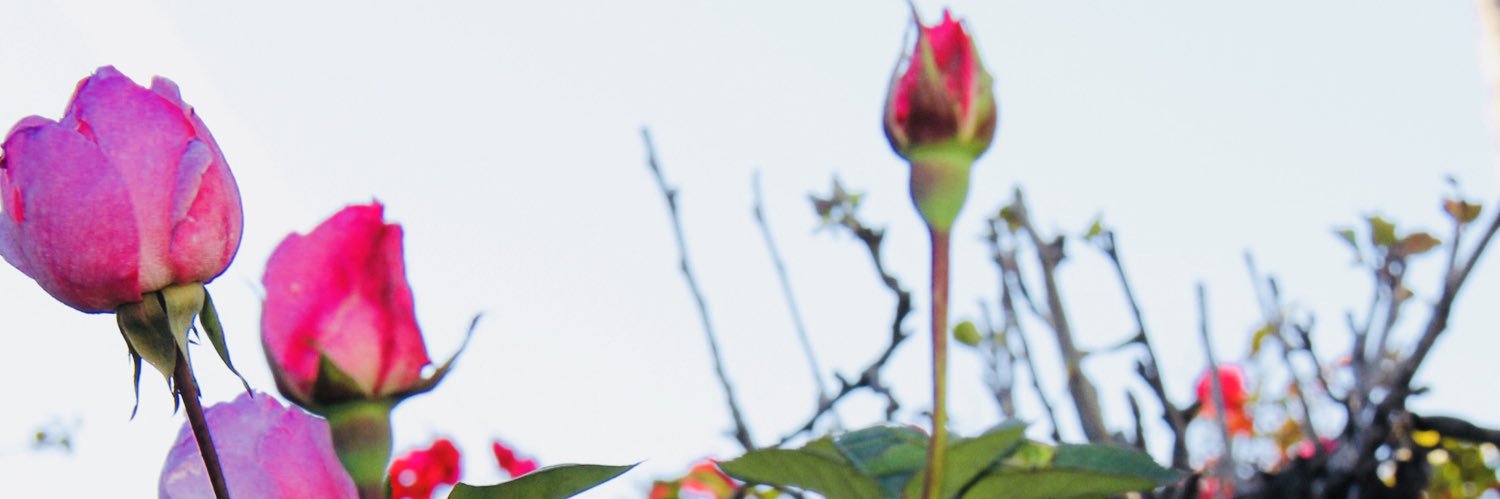 Kairose17's profile banner image