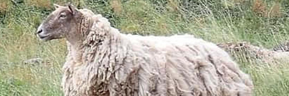 fiona_dodd's profile banner image