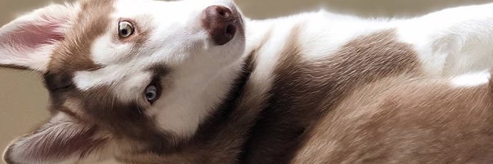 jazminacisneros's profile banner image