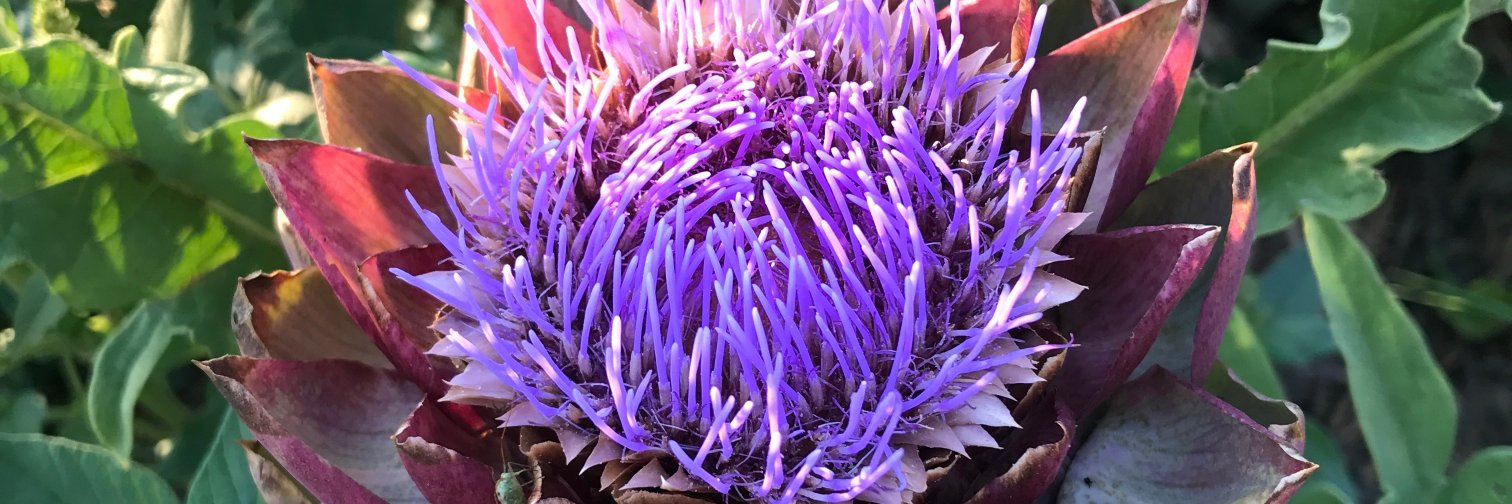 qumatru(dips are for buying) banner