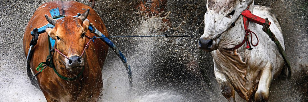 Alejandro Alcaide banner
