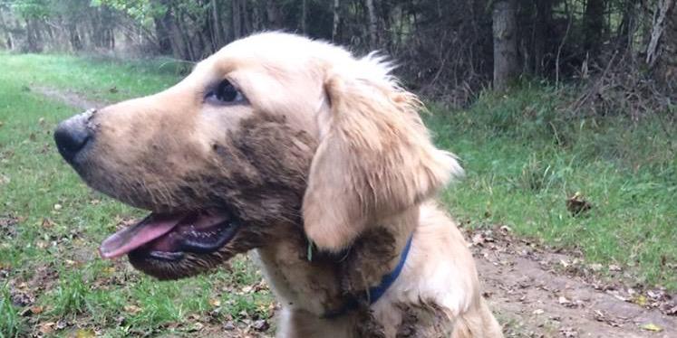 Andy McCormac banner