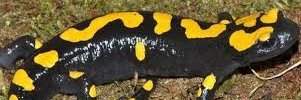 semender36's profile banner image