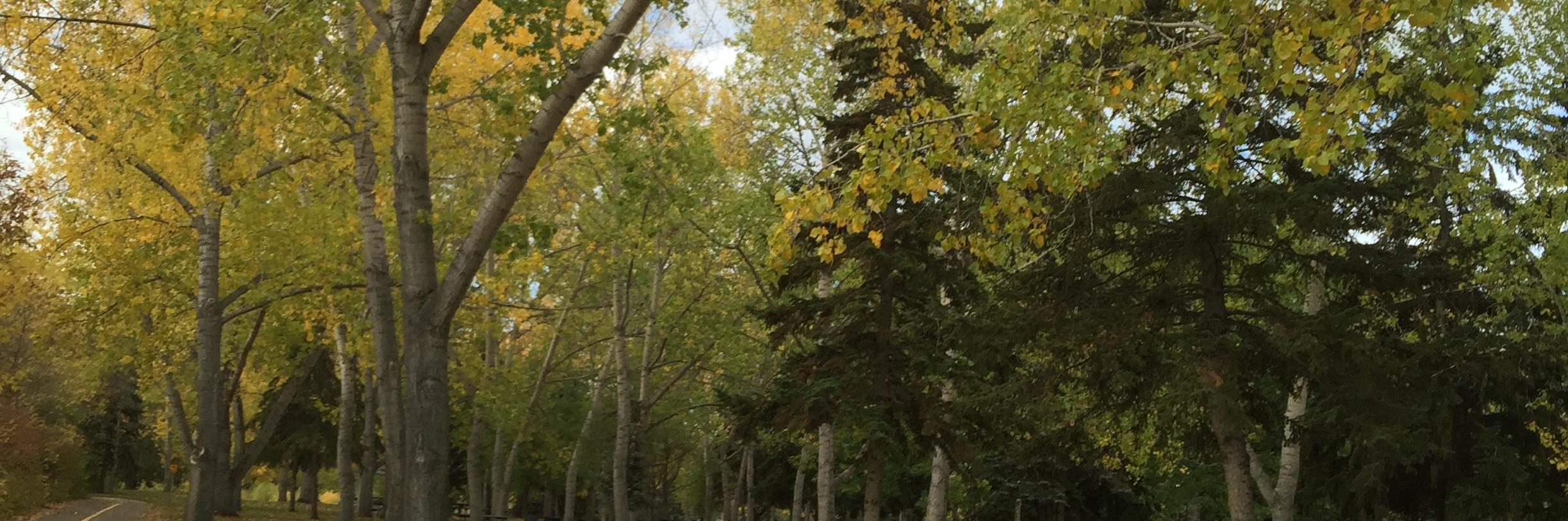 stephhassan's profile banner image