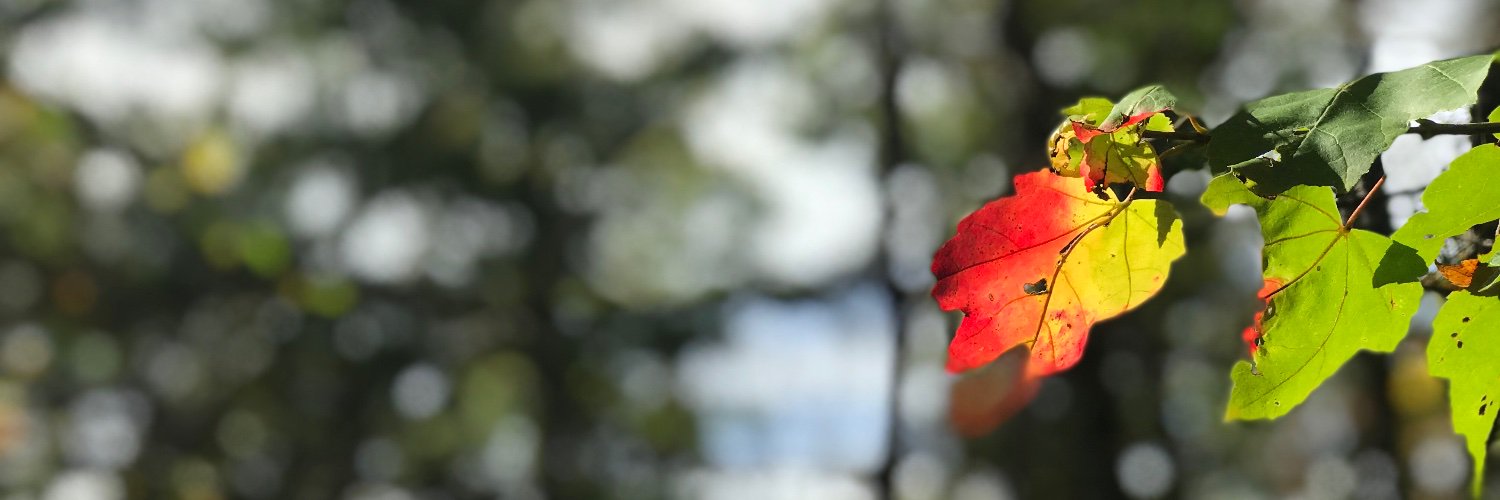 MattOrne's profile banner image