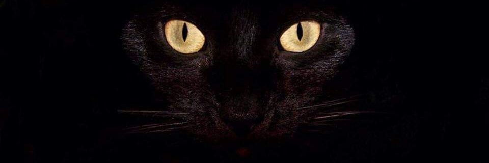 Bingzpp's profile banner image