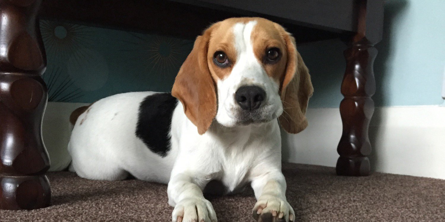 Liam Cuthbert banner