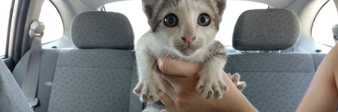 SayapoCats's profile banner image