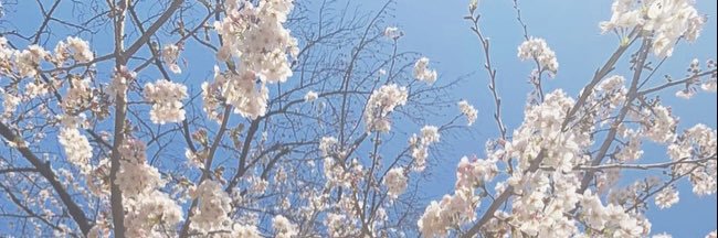 sappy4131's profile banner image