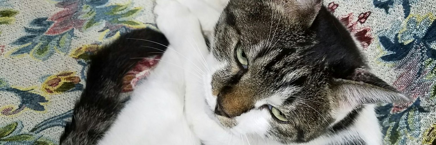 kinokofun's profile banner image