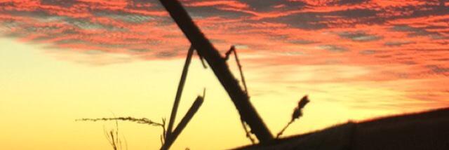 Alex Harste banner