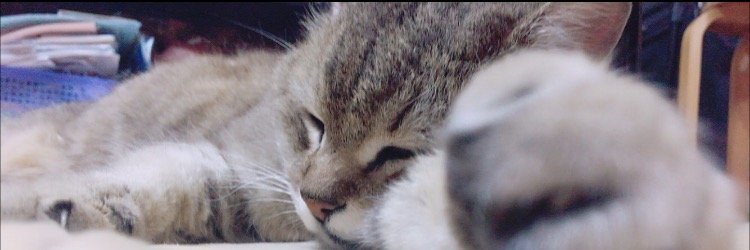 cym1031's profile banner image