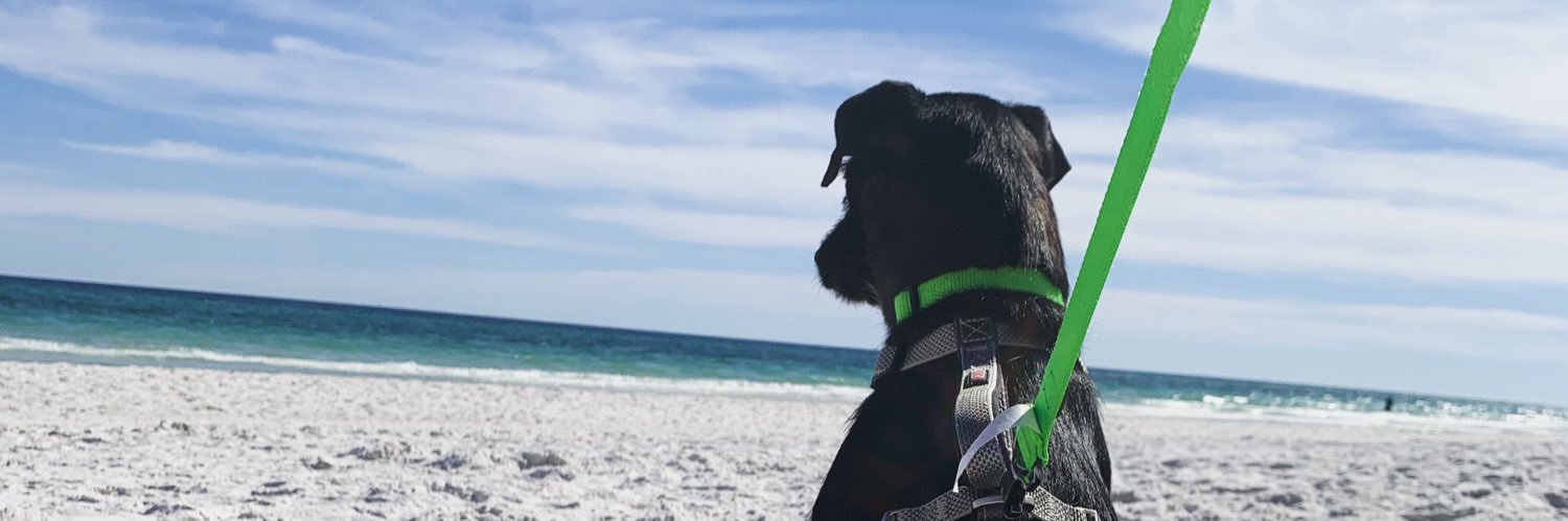 TrilbySpiderman's profile banner image