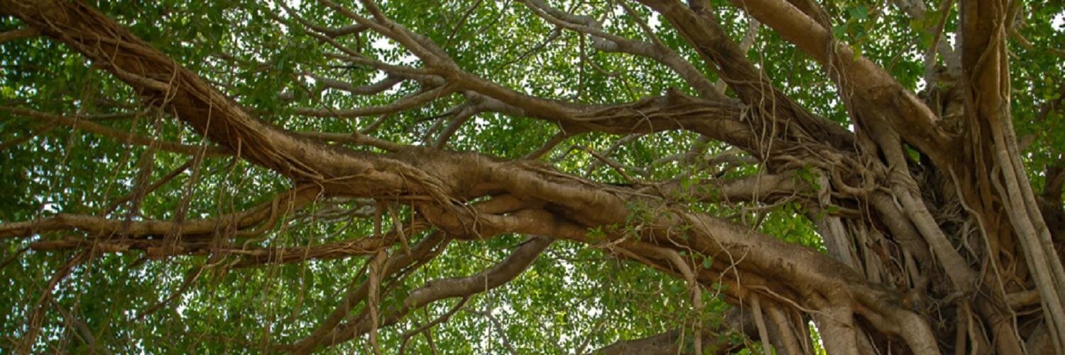 BanyanBenefits's profile banner image
