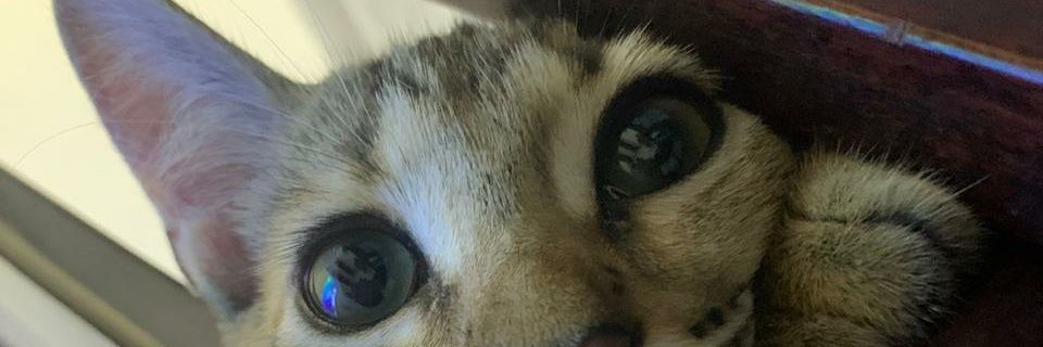 CesarSoares_i's profile banner image