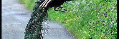 dineshsaini898's profile banner image
