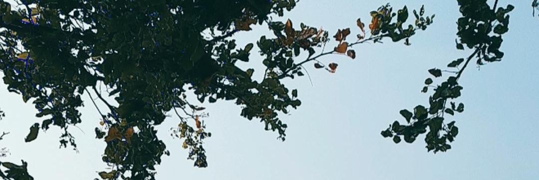 niputuslywt's profile banner image
