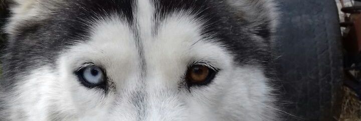 azula86's profile banner image