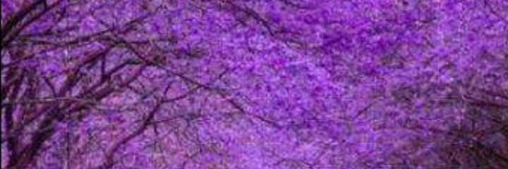 sofisitajr's profile banner image
