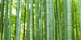 chilangoraro's profile banner image