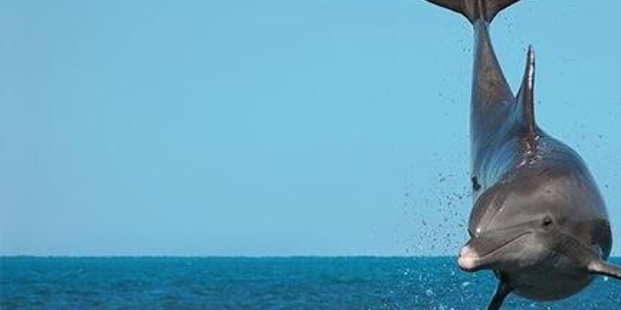 ndg_info's profile banner image