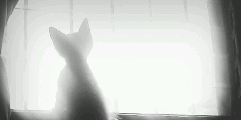 Patriciacob's profile banner image