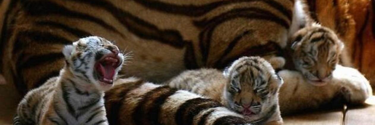 AnimalesPeques_'s profile banner image