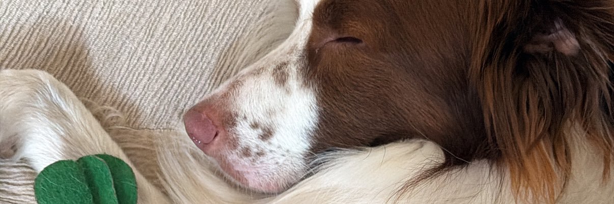 francescasbert's profile banner image