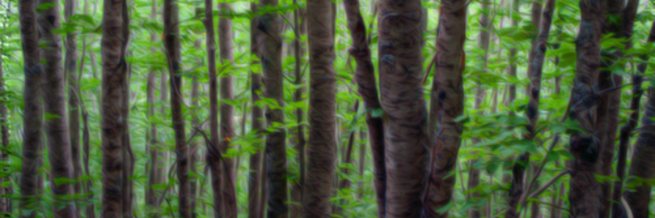 Sloths banner