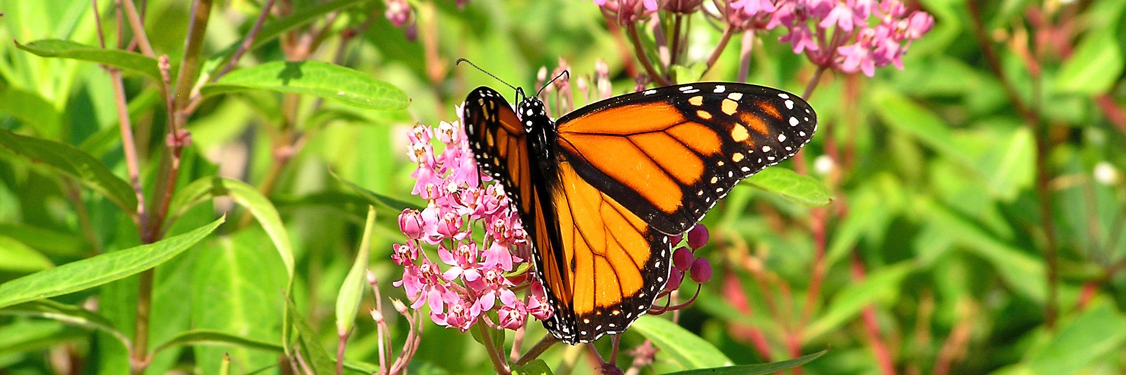 Save Our Monarchs banner