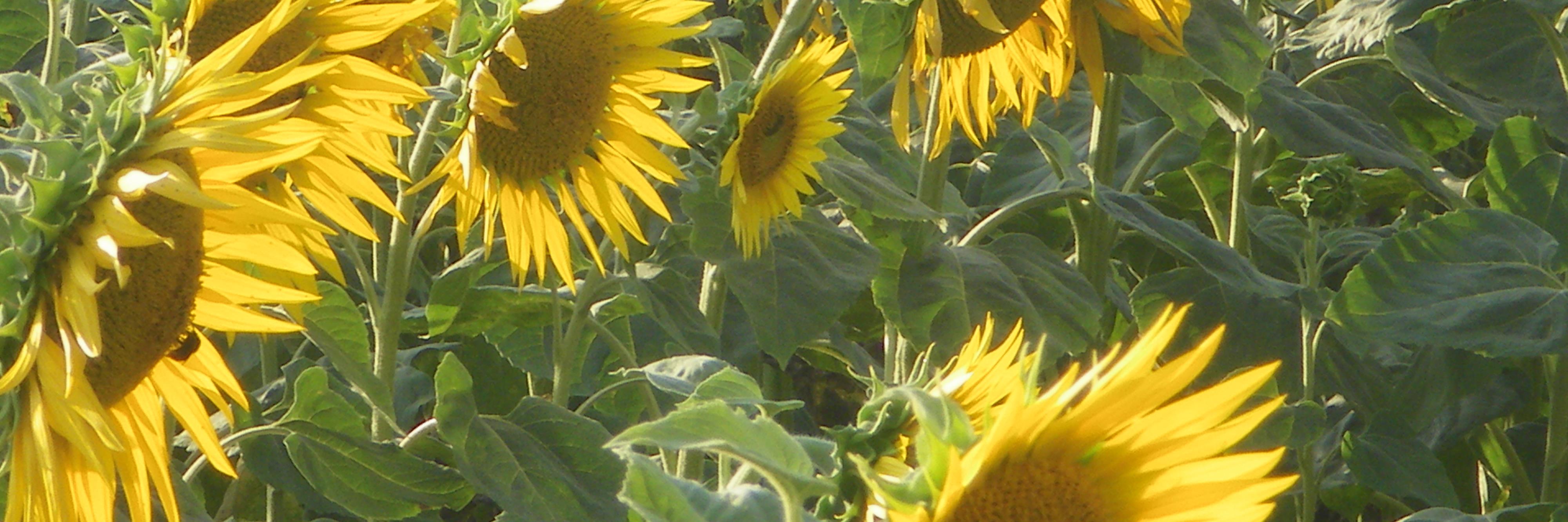 Elisabeth Haghebaert banner