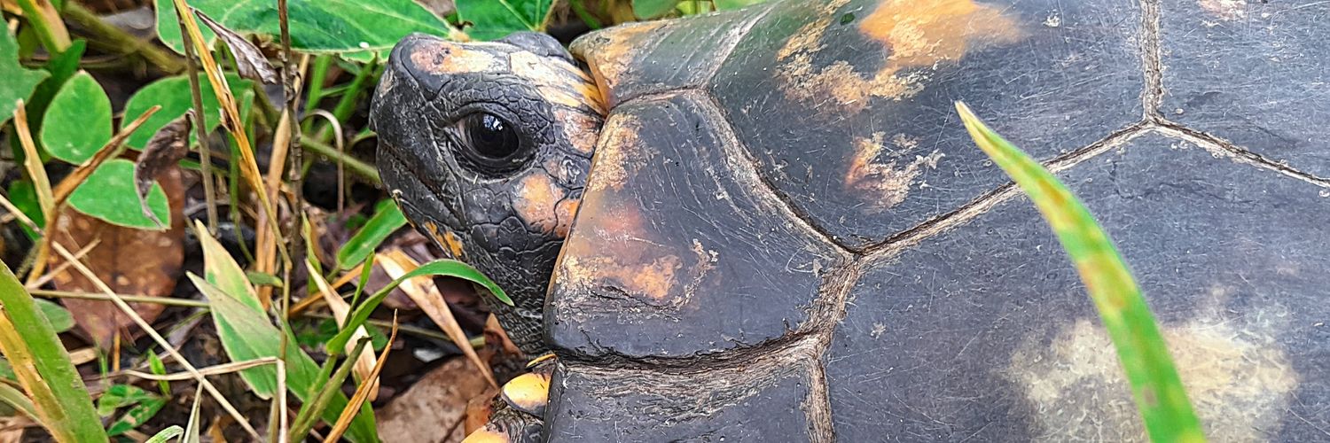 Cryptoamazonia's profile banner image