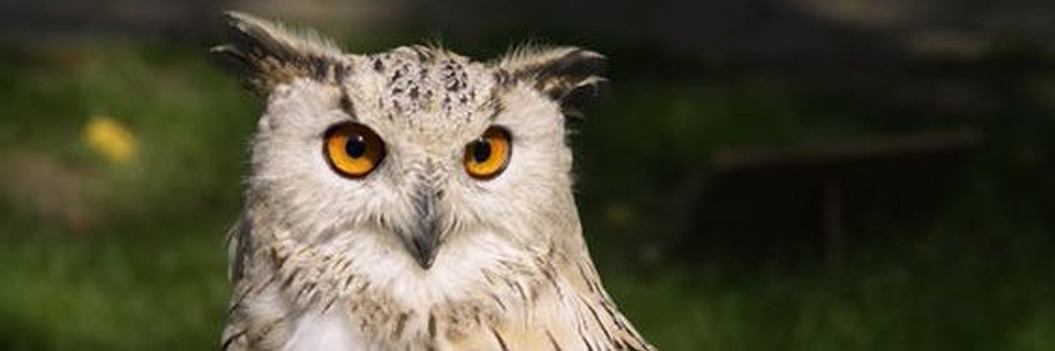The Blissful Birder Alberta (tbbAlberta) Twitter