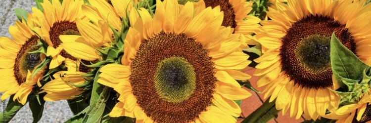 LesleyLem's profile banner image