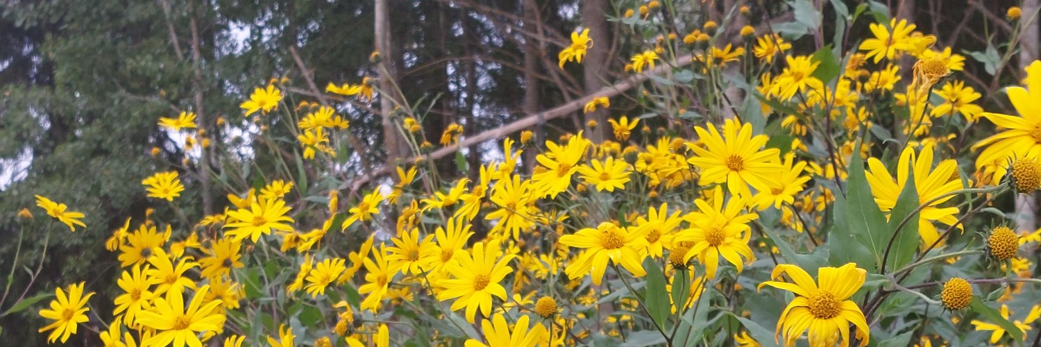 robinbackman's profile banner image
