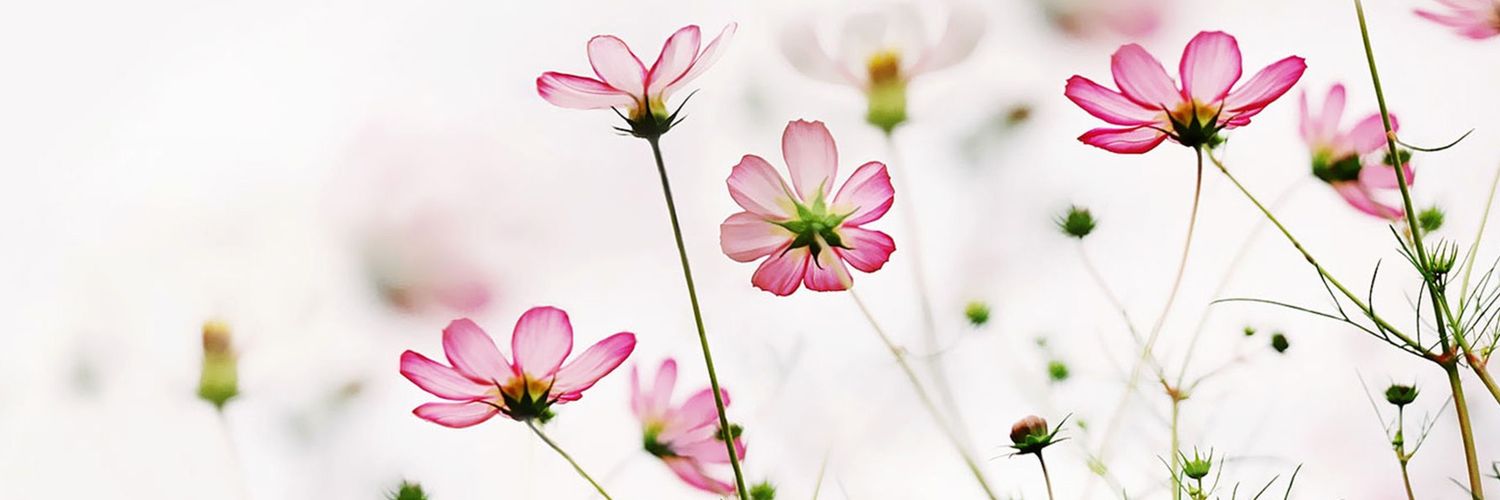 rds_TIKA's profile banner image